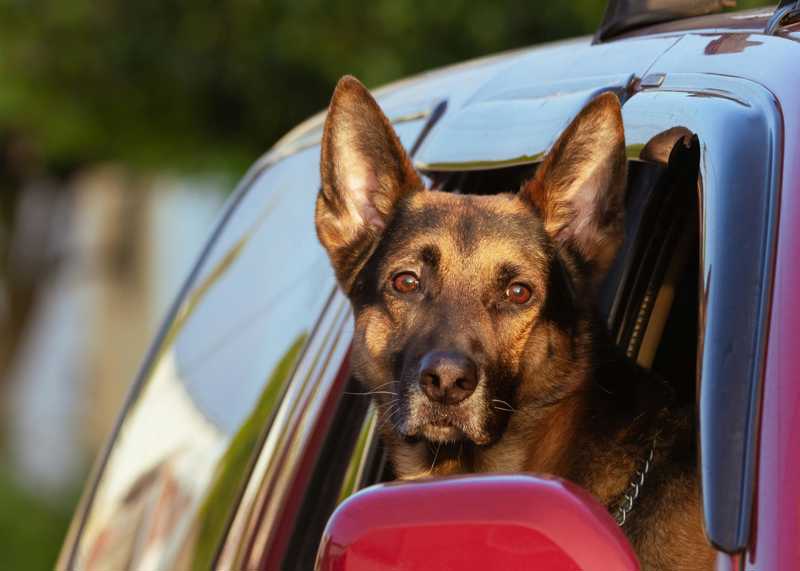 Belgisk Hyrdehund historie