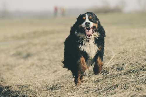 Berner Sennen