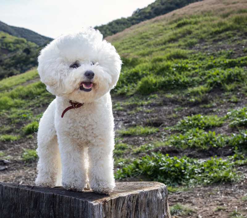 Bichon Frisé historie