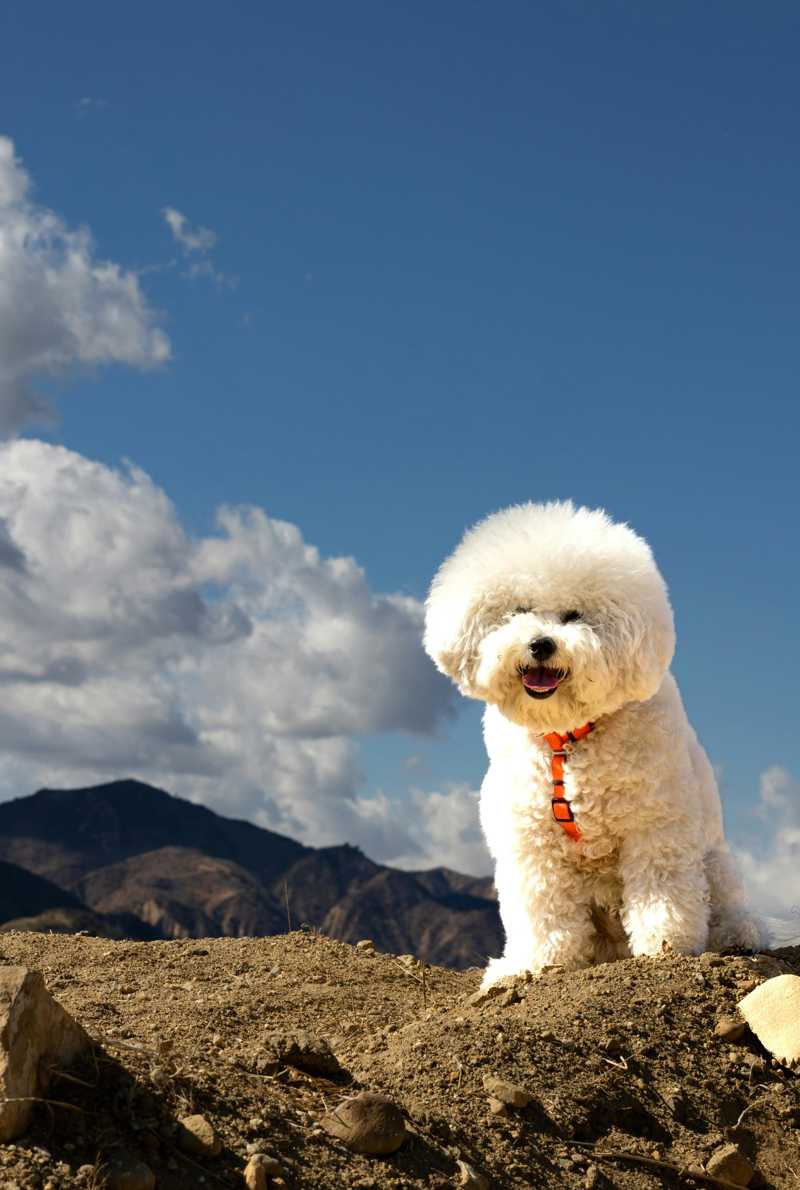 Bichon Frisé udseende