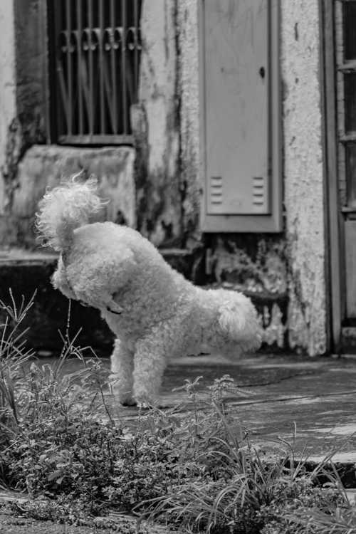 Bichon Havanais