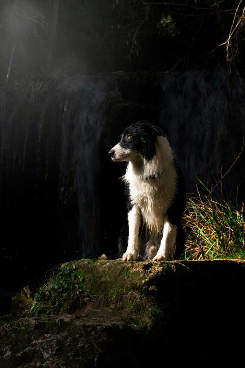 Border Collie historie