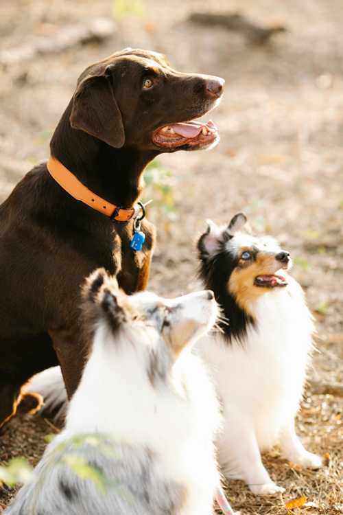 Border Collie racebeskrivelse