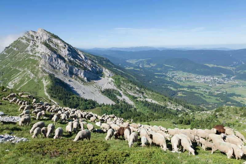 Braque D Auvergne historie