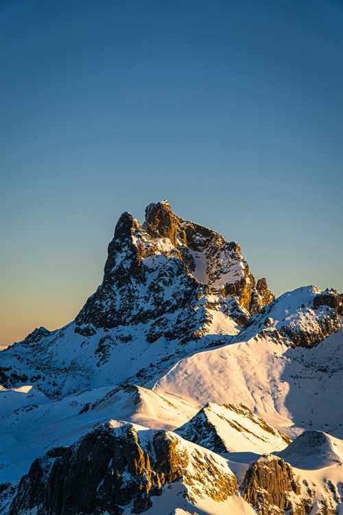 Braque Francais Pyrenees