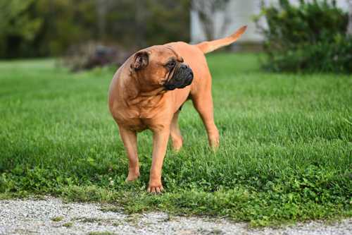 Bullmastiff