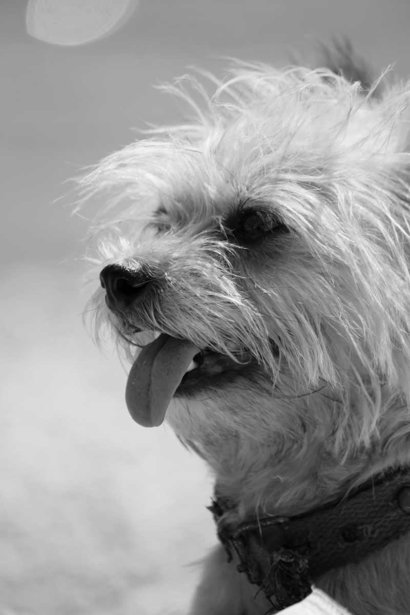 Cairn Terrier historie