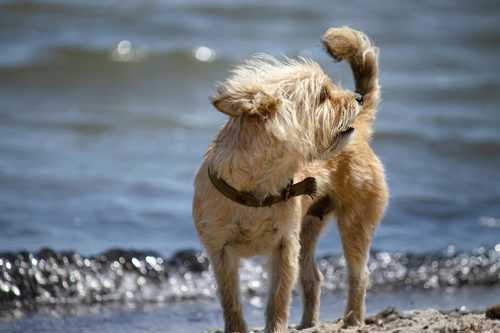 Cairn Terrier