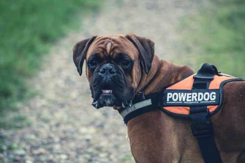 Cane Corso Italiano