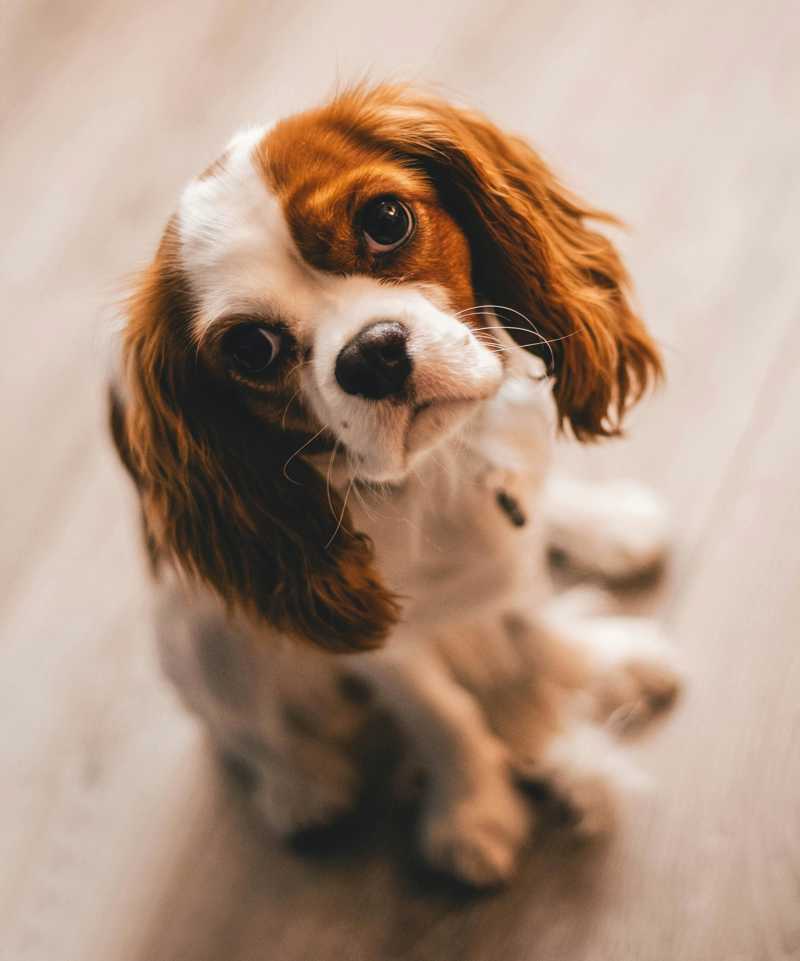 Cavalier King Charles Spaniel historie