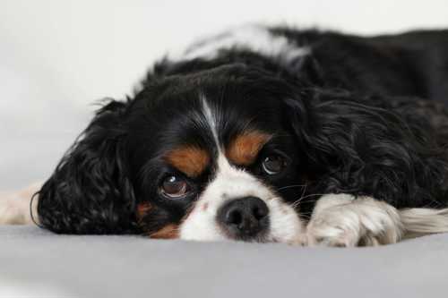 Cavalier King Charles Spaniel racebeskrivelse