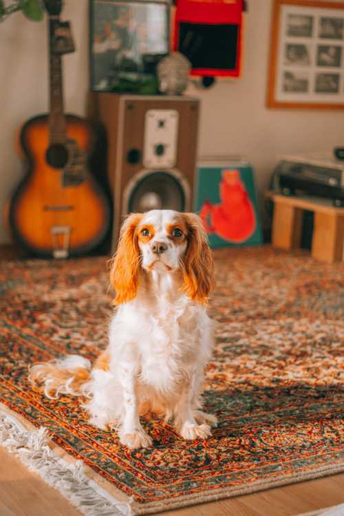 Cavalier King Charles Spaniel