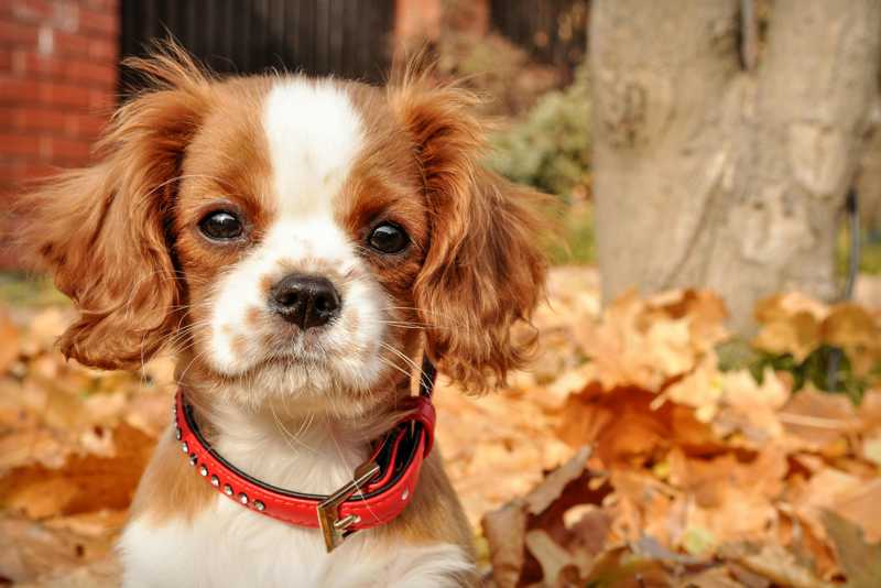 Cavalier King Charles Spaniel udseende