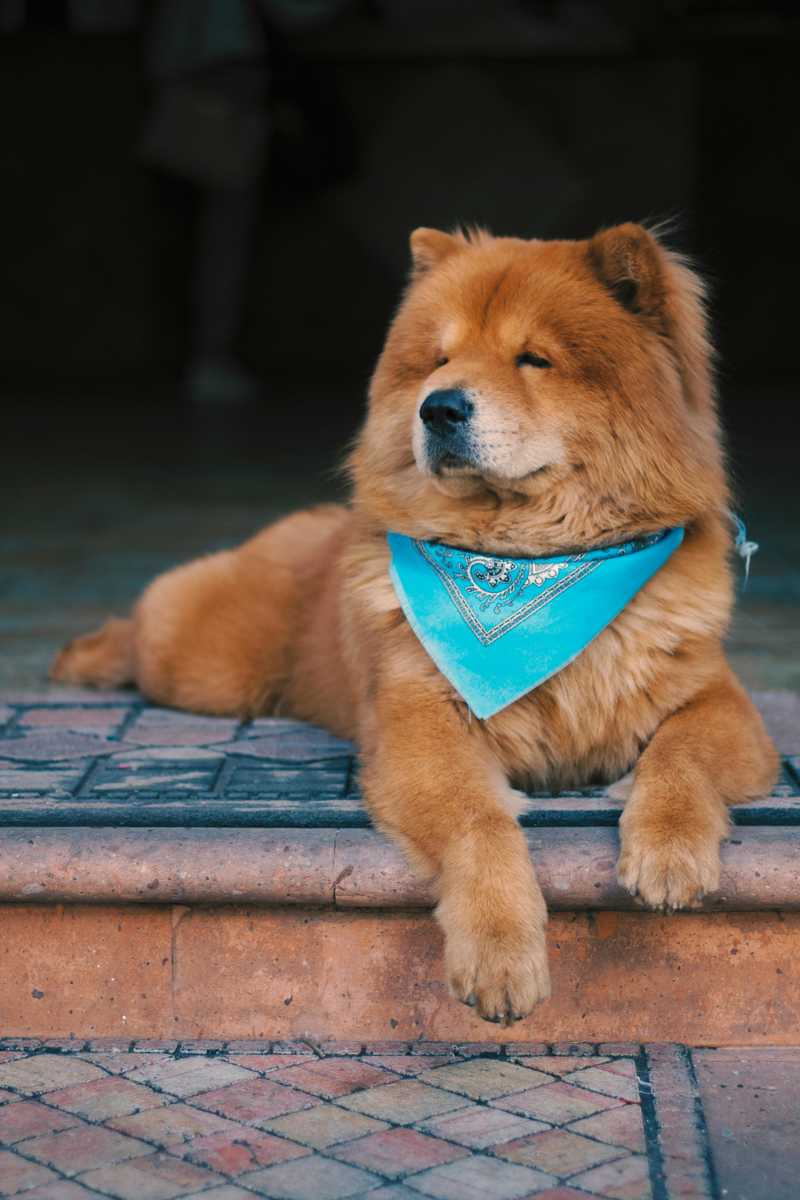 Chow Chow historie