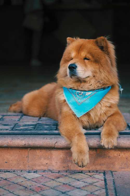 Chow Chow