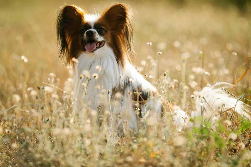 Clumber Spaniel historie