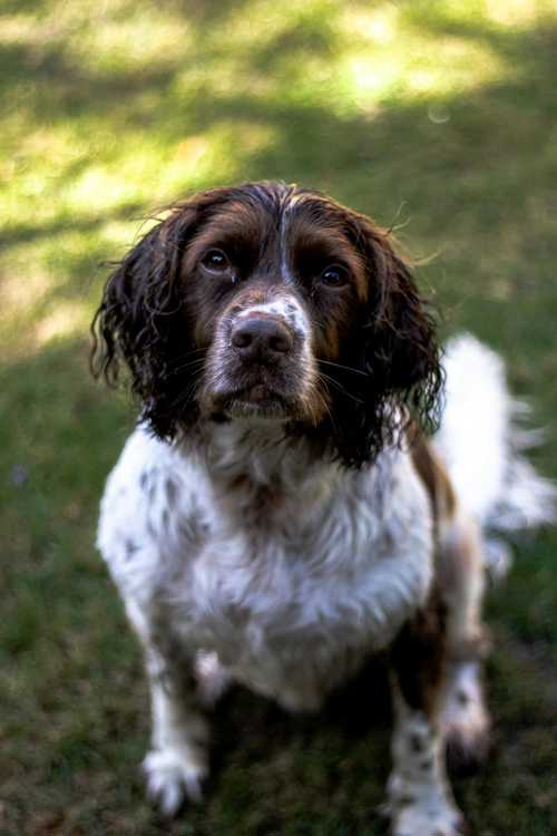 Clumber Spaniel racebeskrivelse