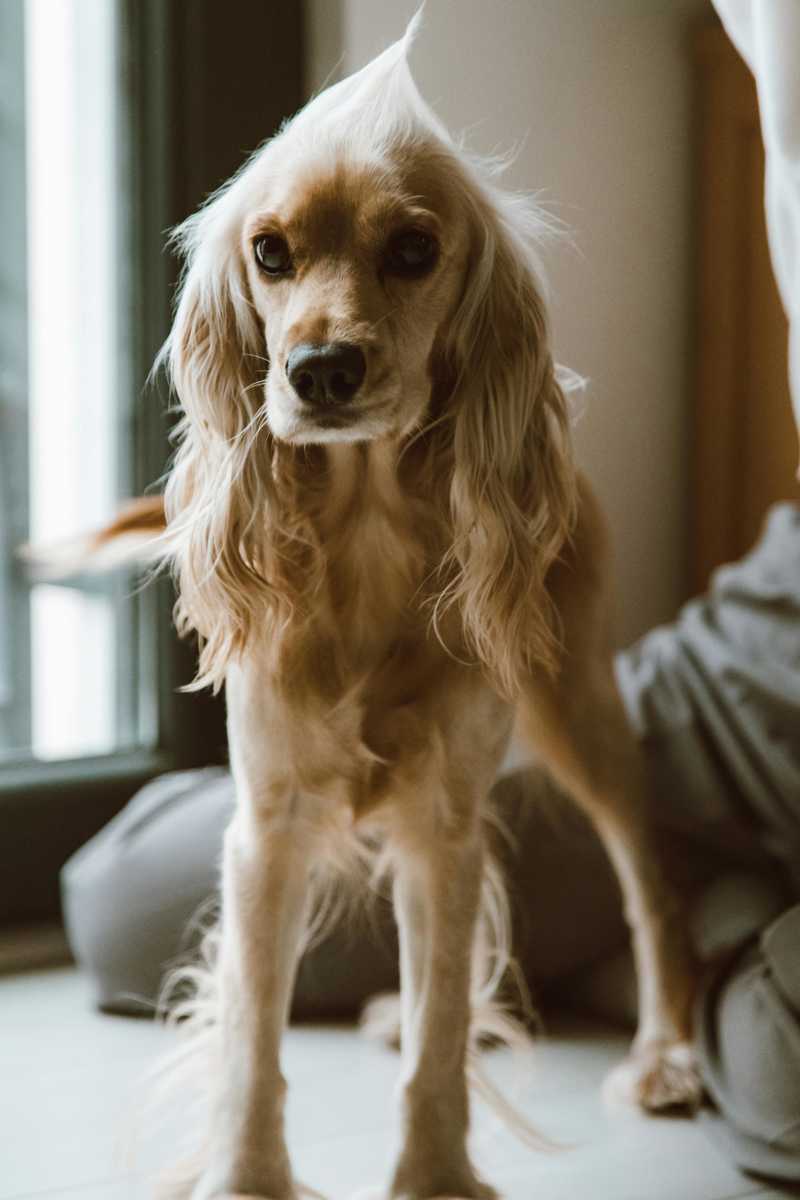 Cocker Spaniel historie