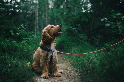 Cocker Spaniel