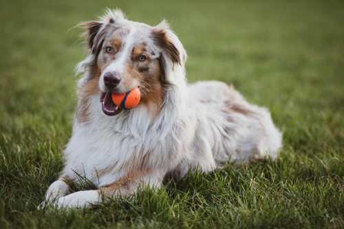 Collie racebeskrivelse