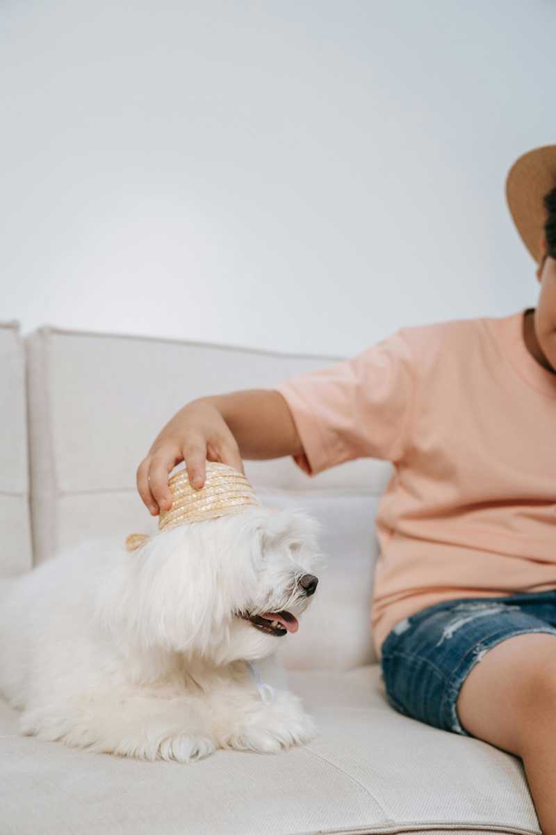 Coton De Tulear historie