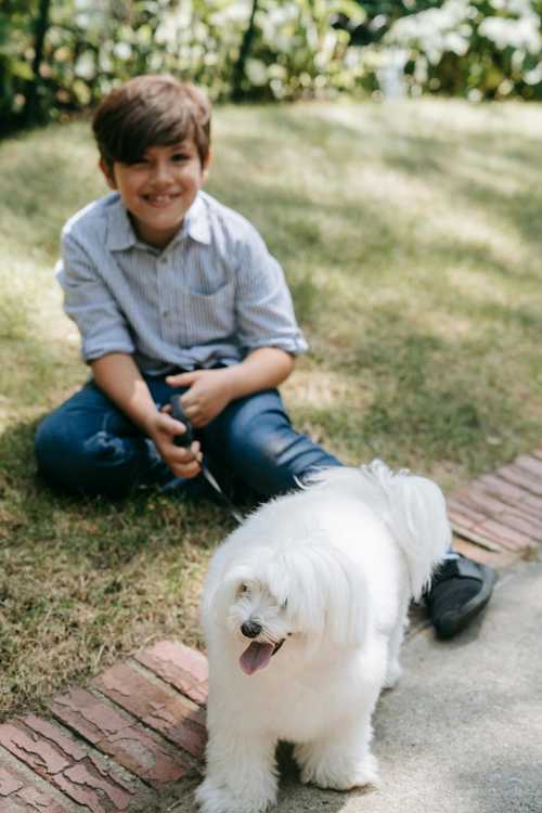 Coton De Tulear