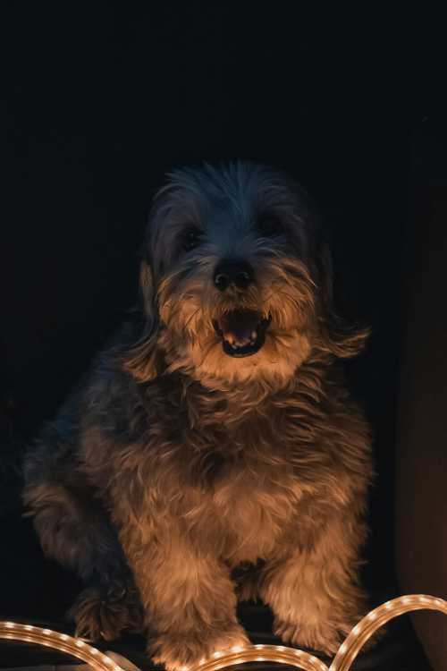 Dandie Dinmont Terrier