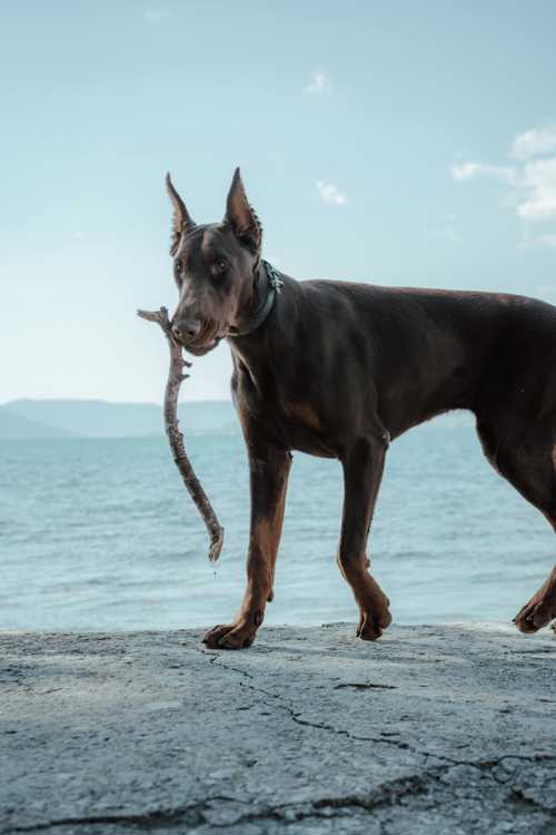 Dobermann