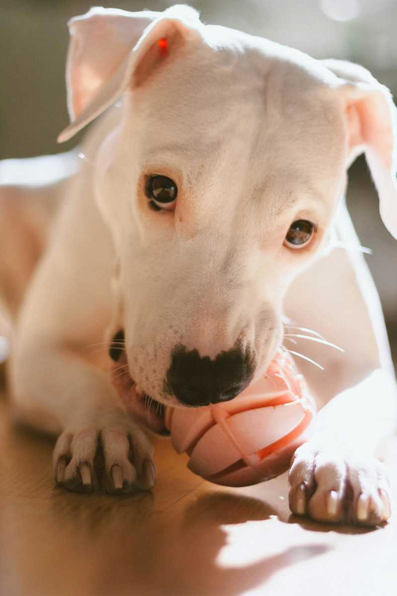 Dogo Argentino historie