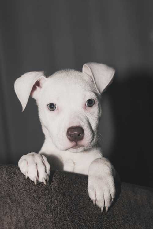 Dogo Argentino