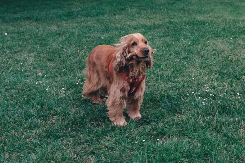 Engelsk Cocker Spaniel udseende