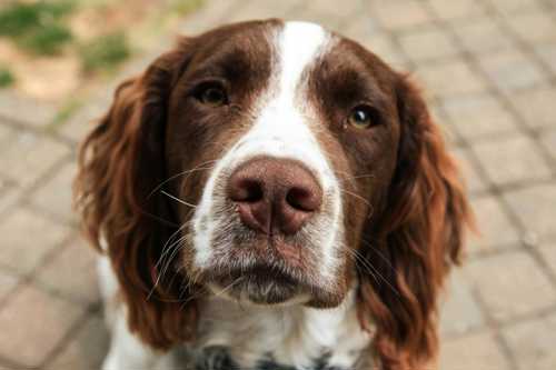 Engelsk Springer Spaniel racebeskrivelse