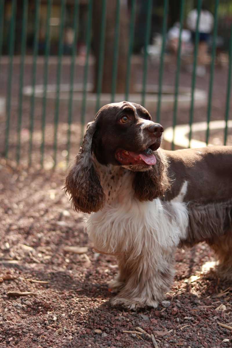 Engelsk Springer Spaniel udseende