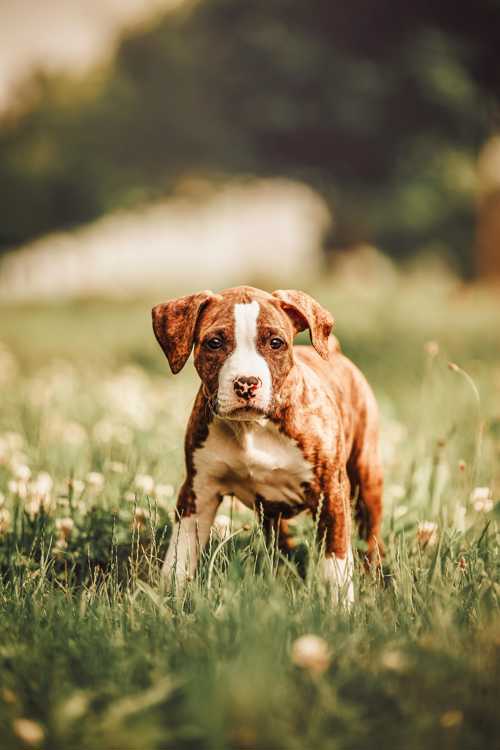 Engelsk Staffordshire Bullterrier