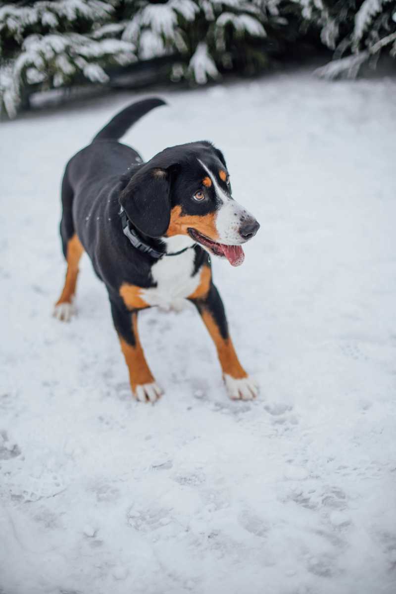 Entlebucher Sennenhund historie