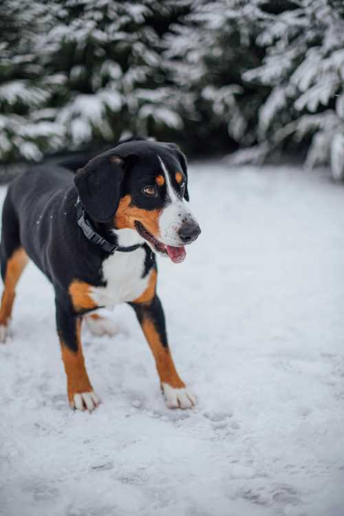 Entlebucher Sennenhund