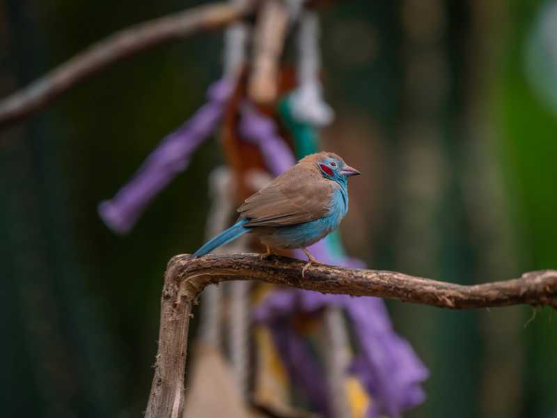 Epagneul Bleu De Picardie historie