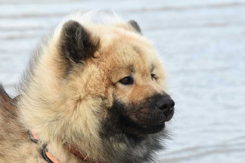 Eurasier historie