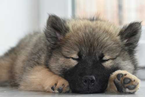 Eurasier