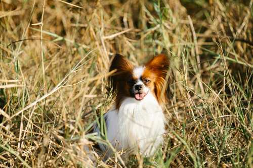 F.T. Springer Spaniel racebeskrivelse