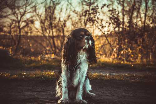 Field Trail Cocker Spaniel racebeskrivelse