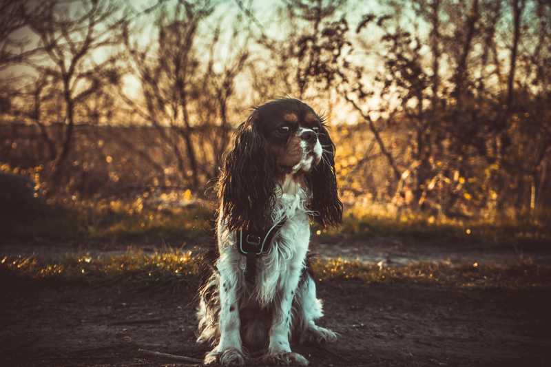 Field Trial Springer Spaniel historie