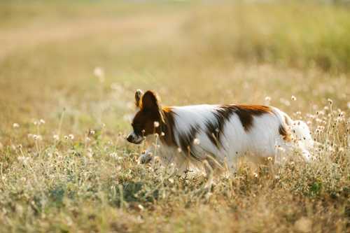 Field Trial Springer Spaniel racebeskrivelse