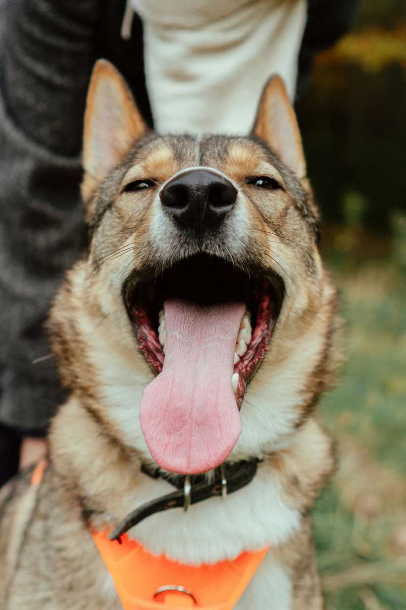 Finsk Hyrdehund (Lapsk Vallhund) historie