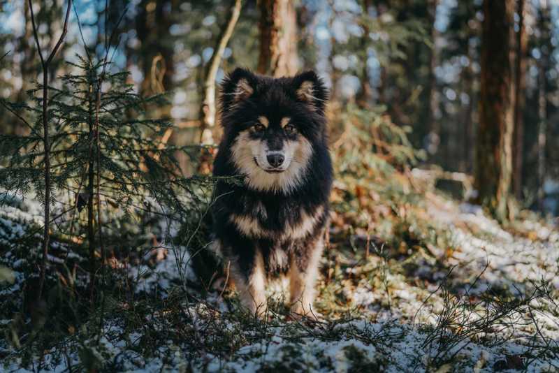 Finsk Lapphund historie