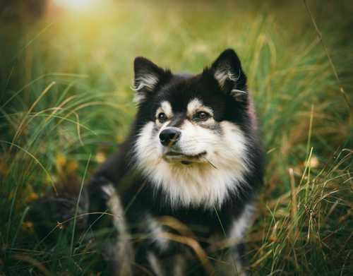 Finsk Lapphund