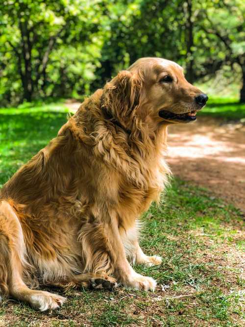 Flatcoated Retriever racebeskrivelse