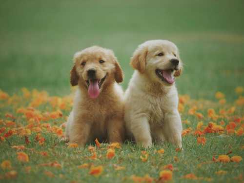 Flatcoated Retriever