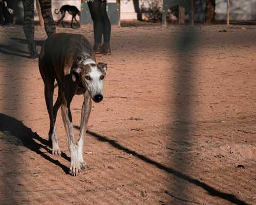 Galgo Español