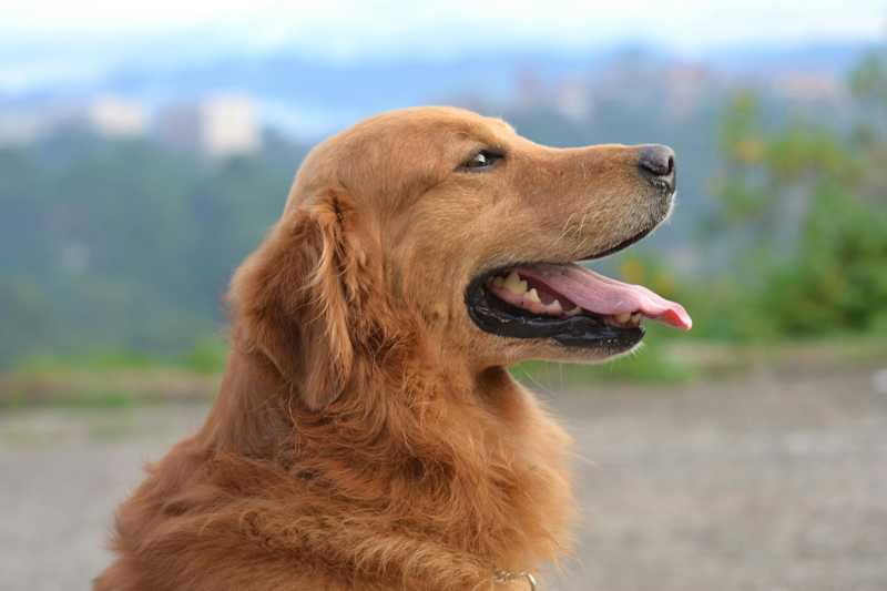 Golden Retriever historie